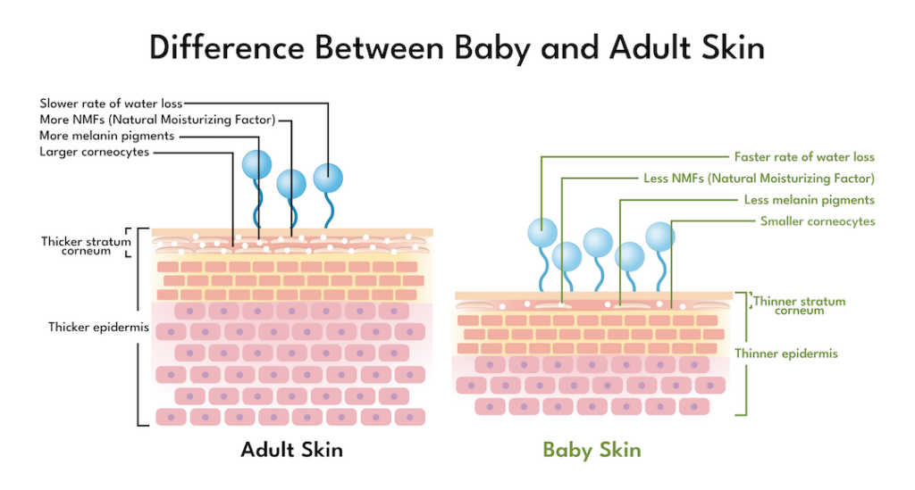 Diagram comparing the difference between baby and adult skin