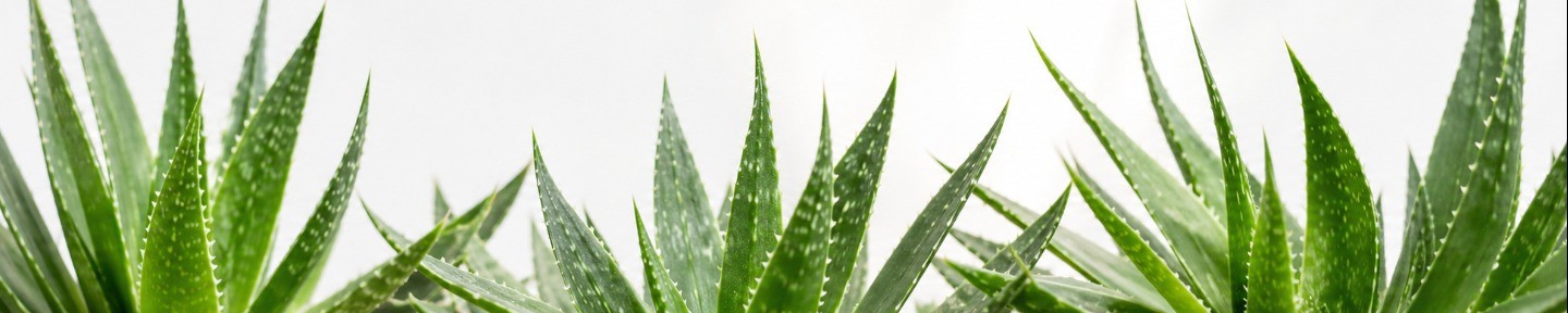 Treo Organics Shop Banner